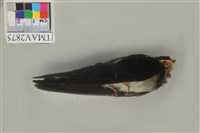 藏品(家燕)的圖片